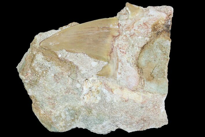 Otodus Shark Tooth Fossil In Rock - Eocene #86993